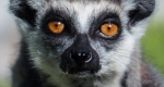 Gyűrűsfarkú maki vagy katta (Lemur catta) a Kecskeméti Vadasparkban (MTI Fotó: Ujvári Sándor)