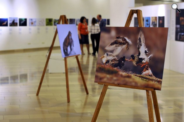 51. Wildlife Photographer of the Year/Év természetfotósa kiállítás (MTI Fotó: Kovács Attila)