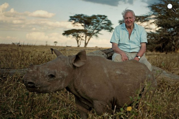 David Attenborough brit természetfilmes egy 3 hónapos orrszarvúval (Fotó: bbc.co.uk)