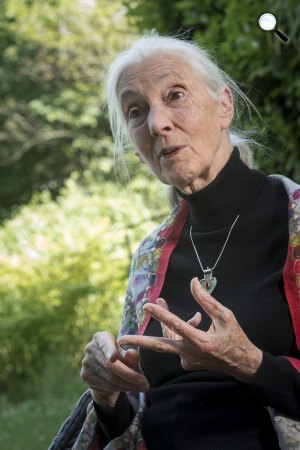 Jane Goodall brit etológus, antropológus, főemlőskutató, ENSZ-békenagykövet a budapesti állatkertben (MTI Fotó: Kovács Attila)