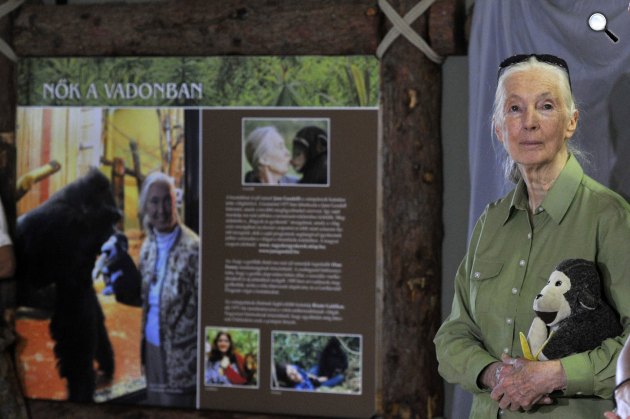 Jane Goodall brit etológus, antropológus, főemlőskutató, ENSZ-békenagykövet a budapesti állatkertben (MTI Fotó: Kovács Attila) 