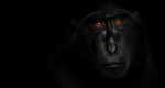 51. Wildlife Photographer of the Year/Év természetfotósa kiállítás, Fotó: Petr Bambousek (MTI Fotó: Kovács Attila)