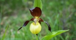 Boldogasszony papucsa (Cypripedium calceolus) virágzik Felsőtárkány közelében, a Bükki Nemzeti Park területén (MTI Fotó: Komka Péter)