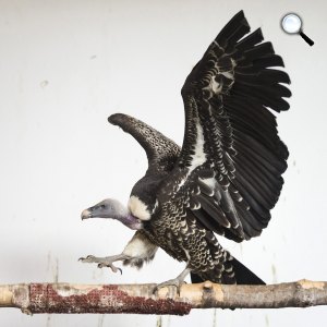 A karvalykeselyű (Gyps rueppellii) tojó elrepül héthetes fiókájától a Nyíregyházi Állatparkban, 2016 (MTI Fotó: Balázs Attila)