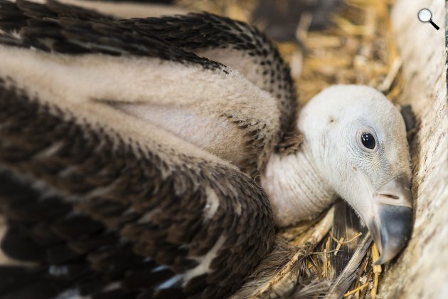 Héthetes karvalykeselyű-fióka (Gyps rueppellii) fekszik fészkében a Nyíregyházi Állatparkban, 2016 (MTI Fotó: Balázs Attila)