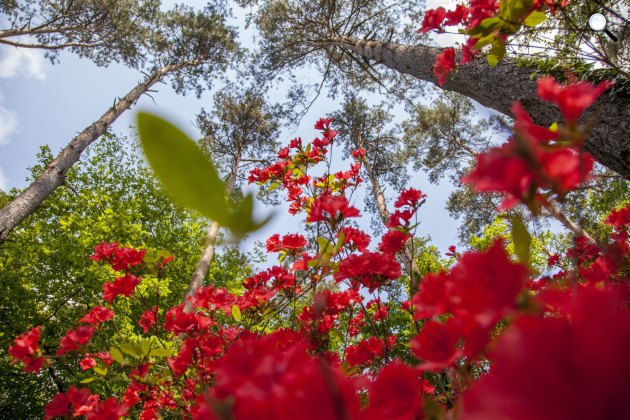 Virágzó rododendron a Jeli Arborétumban. Kám (MTI Fotó: Varga György)
