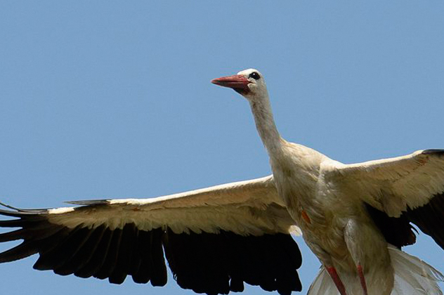 Fehér gólya (Ciconia ciconia) száll Szécsényben 2014 (MTI Fotó: Komka Péter)