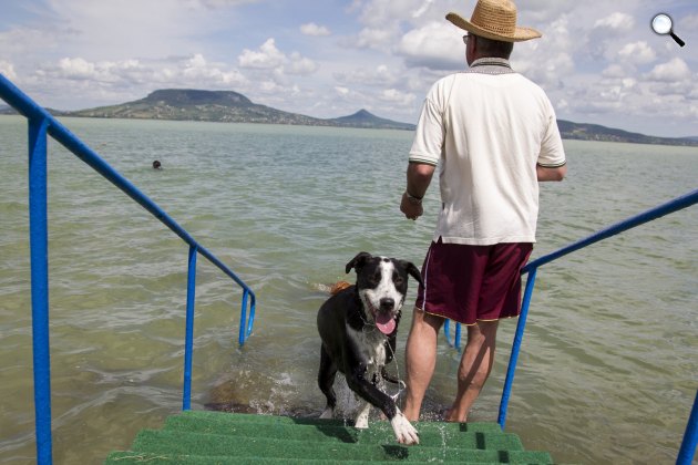 Egy kutya jön ki a vízből Fonyódon, a Balaton-part első kutyabarát fürdőhelyén (MTI Fotó: Varga György)
