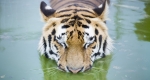 Szibériai tigris fürdik medencéjében a Gyöngyösi Állatkertben, 2016 (MTI Fotó: Komka Péter)