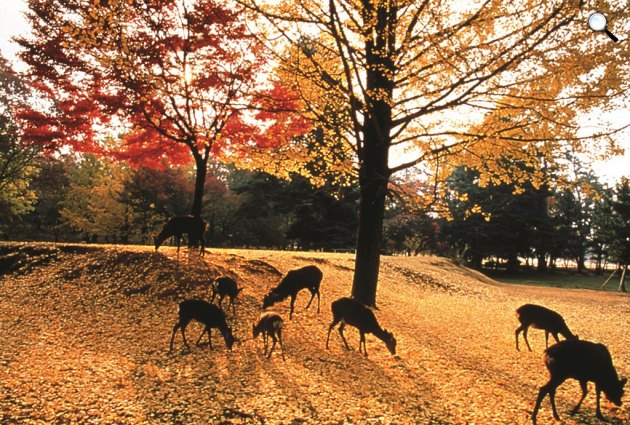 Japán, Japán, Nara Park (Fotó: Japánspecialista)