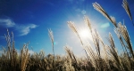 Őszi napsütés, kalász (Fotó: pixabay.com)