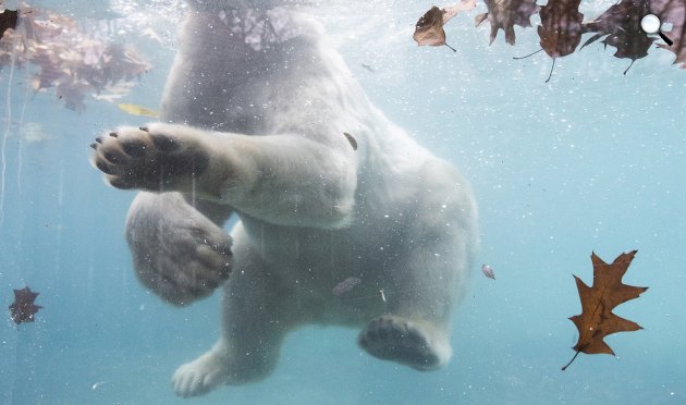 Fiete jegesmedve, Nyíregyházai Állatpark (MTI Fotó: Balázs Attila)