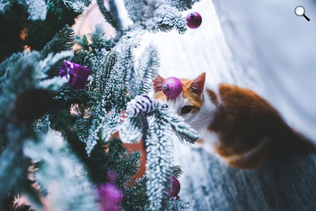 Karácsonyfa egy macskával (Fotó: pixabay.com)