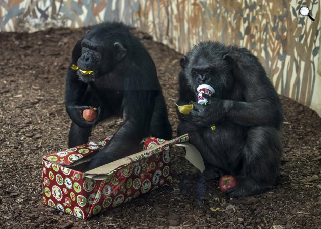 Csimpánzok a gyümölcsöket rejtő karácsonyi csomagjukat bontják ki a kifutójukban, a Veszprémi Állatkertben, 2016. (MTI Fotó: Bodnár Boglárka)