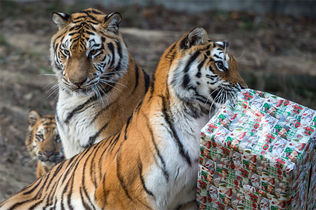 Tigrisek a csirkehúst rejtő karácsonyi csomagjukat bontják ki a kifutójukban, a Veszprémi Állatkertben, 2016 (MTI Fotó: Bodnár Boglárka)