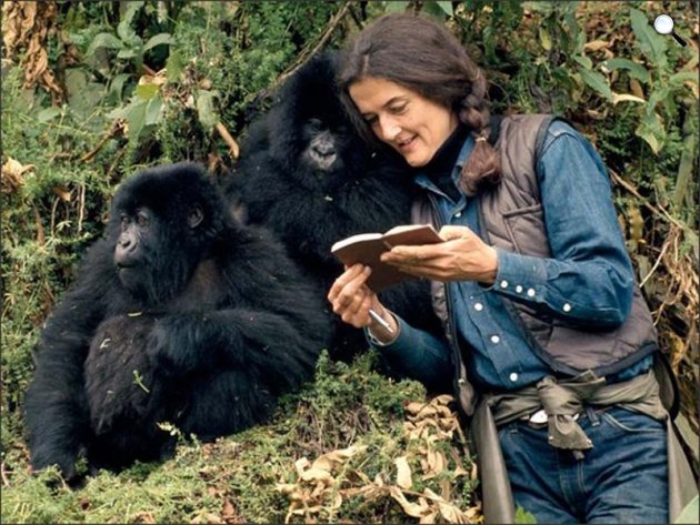 Dian Fossey (1932-1985) etológus (Fotó: biography.com)