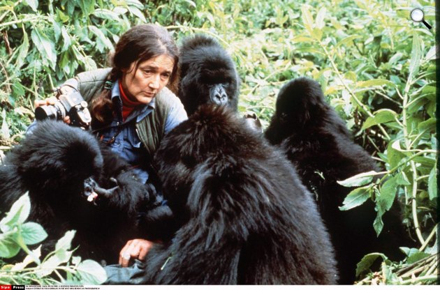 Dian Fossey (1932-1985) etológus (Fotó: biography.com)