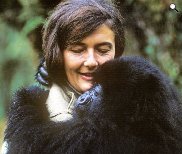 Dian Fossey (1932-1985) etológus (Fotó: biography.com)
