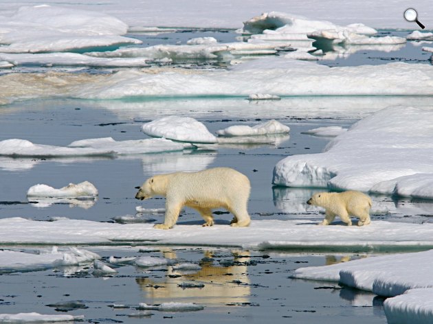 A jegesmedvék is a globális felmelegedés károsultjai (Fotó: climatechangedispatch.com)