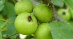 A vadalma (Malus sylvestris), fa, növény (Fotó: ÉV Fája)