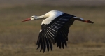 A fehér gólyák egyike (Ciconia ciconia) (MTI Fotó: Czeglédi Zsolt)