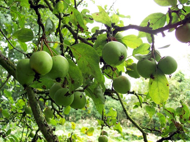 A vadalma (Malus sylvestris), fa, növény (Fotó: pixabay.com)
