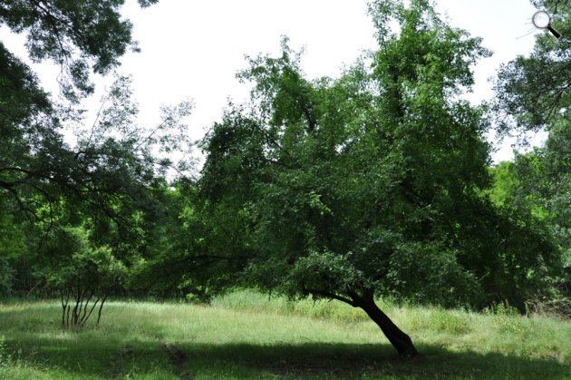 A vadalma (Malus sylvestris), fa, növény (Fotó: Év Fája)