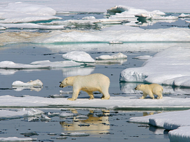 Jegesmedvék az olvadó jégtáblákon Fotó: climatechangedispatch.com)