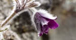 Fekete kökörcsin (Pulsatilla pratensis subspecies nigricans) a Boszorkánykő (Kis-Salgó) sziklái között (MTI Fotó: Komka Péter)