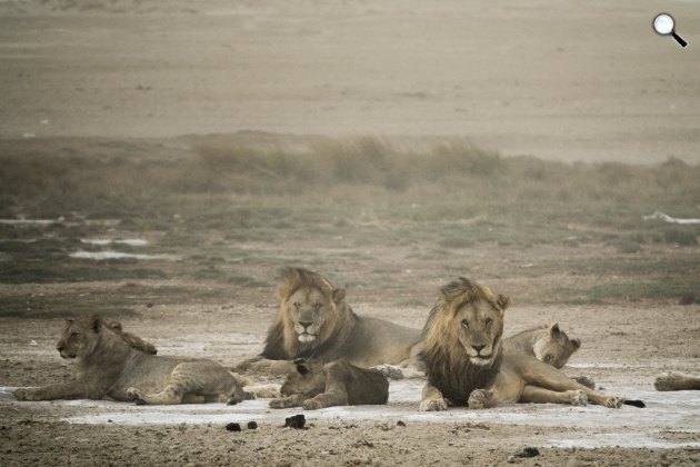 Oroszlánok a  namíbiai só-sivatagban (Fotó: Chris Schmid)