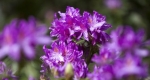 Virágzó rododendron a Budafapusztai Arborétumban, 2017 (MTI Fotó: Varga György)