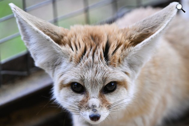  Sivatagi rókák (Vulpes zerda) a Debreceni Állat- és Növénykertben 2017 (MTI Fotó: Czeglédi Zsolt)