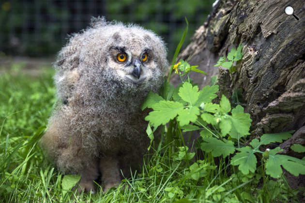 Egy hónapos uhufióka (Bubo bubo) a veszprémi állatkertben (MTI Fotó: Bodnár Boglárka)