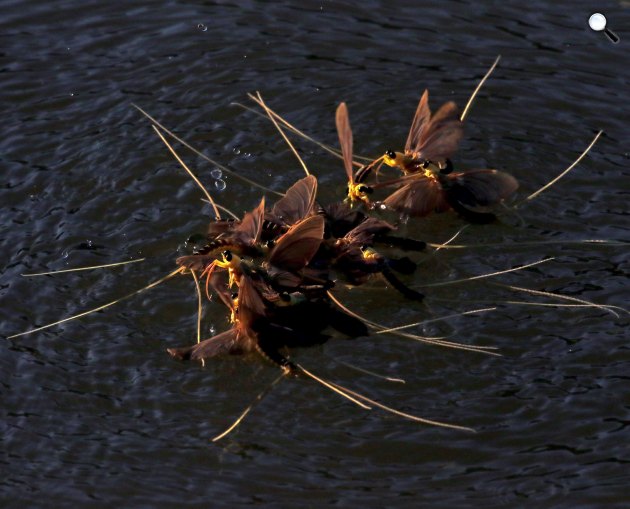 Tiszavirágok (Palingenia longicauda) násztánca a Tiszán, Nagykörű közelében 2017 (MTI Fotó: Bugány János)