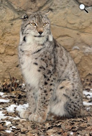 Hiúz (Lynx ) a Budakeszi Vadasparkban (MTI Fotó)