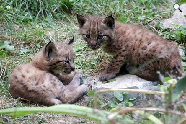 Hiúz kölykök (Lynx ) a veszprémi állatkertben (MTI Fotó)