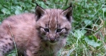 Hiúz kölyök (Lynx ) a veszprémi állatkertben (MTI Fotó)
