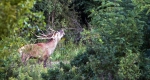 Gímszarvas (Cervus elaphus) bika a szarvasbőgés idején a Nagykanizsai Erdészet területén Homokkomárom közelében, 2017 (MTI Fotó: Varga György)