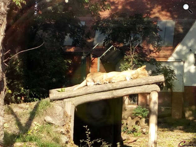 Ázsiai oroszlán (Panthera leo persica) a Fővárosi Állat- és Növénykertben (Fotó: Kibelbeck Mara / cultura.hu)