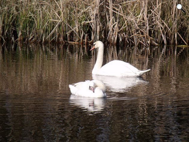 Hévízi-tó lefolyó, hattyúk (Fotó: Csiszár Attila / Balaton-felvidéki Nemzeti Park)