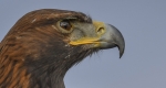 Dante nevű szirti sas (Aquila chrysaetos), Nagyhegyes közelében, 2017 (MTI Fotó: Czeglédi Zsolt)