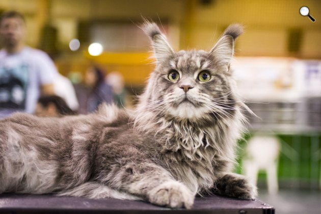 Maine Coon macska a HungaroCat egyesület nemzetközi macskakiállításán, Eger (MTI Fotó: Komka Péter)