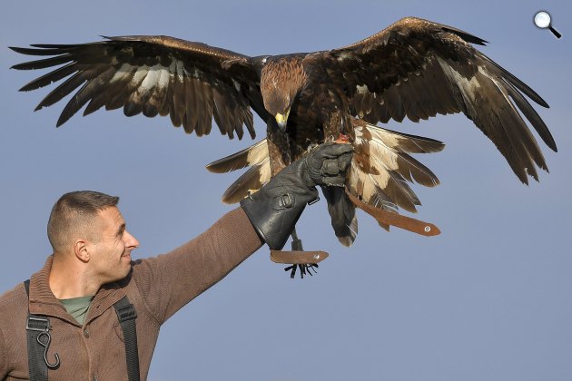 Dante nevű szirti sas (Aquila chrysaetos), Tóth Levente solymász madara Nagyhegyes közelében, 2017 (MTI Fotó: Czeglédi Zsolt)
