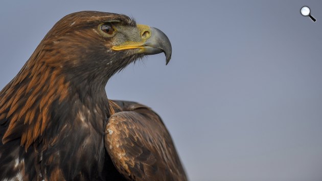 Dante nevű szirti sas (Aquila chrysaetos), Nagyhegyes közelében, 2017 (MTI Fotó: Czeglédi Zsolt)