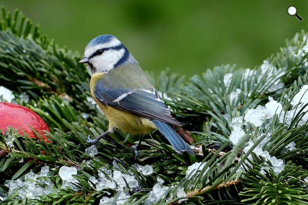 Kék cinege (Parus caeruleus) madár télen egy madáretetőnél (Fotó: pixabay.com)