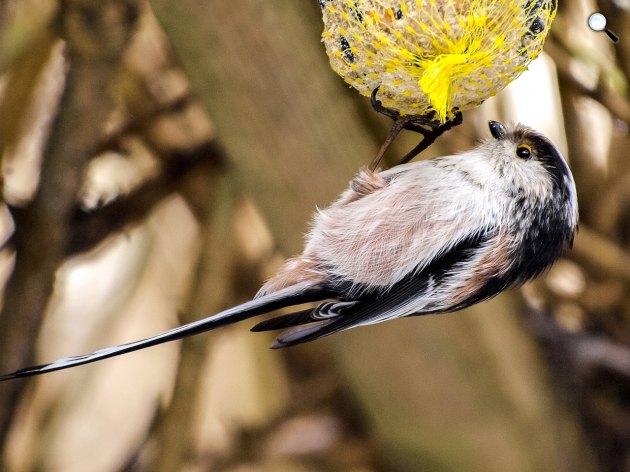 Őszapó (Aegithalos) egy madáretetőnél (Fotó: pixabay.com)