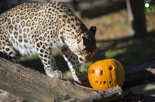 Perzsa párduc (Paanthera pardus saxicolor) szaglássza a töklámpásba rejtett húst a Nyíregyházi Állatparkban, 2017 (MTI Fotó: Balázs Attila)