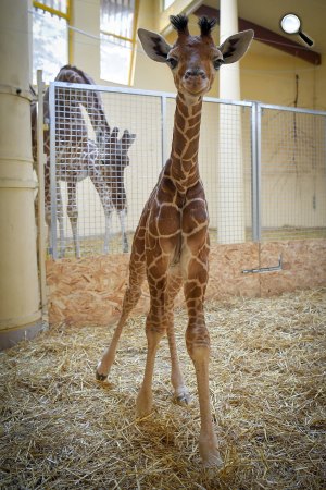 Kéthetes recés zsiráfcsikó (Giraffa camelopardalis reticulata)  a Debreceni Állat- és Növénykertben, Debrecen, 2017 (MTI Fotó: Czeglédi Zsolt)