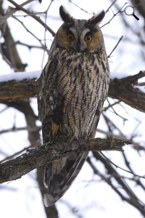 Erdei fülesbagoly (Asio otus) a Hortobágyon, 2016  (MTI Fotó: Czeglédi Zsolt)