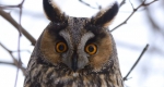 Erdei fülesbagoly (Asio otus) a Hortobágyon, 2016  (MTI Fotó: Czeglédi Zsolt)